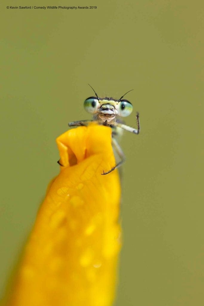 Comedy Wildlife Photography Awards 2019 Finalists!